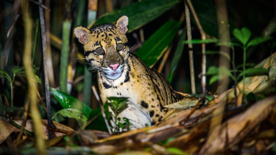 Manipur launches clouded leopard, vulture conservation projects on 72nd Wildlife Week Manipur launches clouded leopard, vulture conservation projects on 72nd Wildlife Week