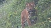 Arunachal issues tiger alert on Roing-Anini road, bans two-wheelers on 4-km stretch Arunachal issues tiger alert on Roing-Anini road, bans two-wheelers on 4-km stretch