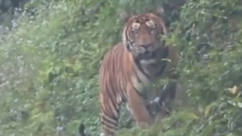 Arunachal issues tiger alert on Roing-Anini road, bans two-wheelers on 4-km stretch Arunachal issues tiger alert on Roing-Anini road, bans two-wheelers on 4-km stretch