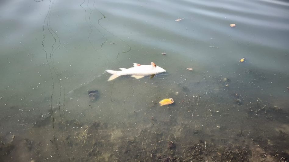 Assam: Fish deaths raise alarm over pollution in Deepor Beel, Pamohi River under scrutiny Assam: Fish deaths raise alarm over pollution in Deepor Beel, Pamohi River under scrutiny