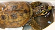 Two rare turtles rescued in Assam’s Tinsukia, says forest minister Two rare turtles rescued in Assam’s Tinsukia, says forest minister