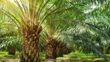 Palm Oil Farming Bihar Palm Oil Farming Bihar