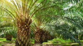 Palm Oil Farming Bihar Palm Oil Farming Bihar