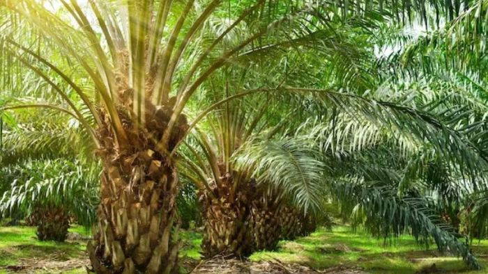 Palm Oil Farming Bihar