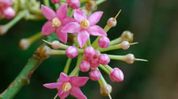 Gauhati University researchers rediscover 1821-described shrub in Bongaigaon Gauhati University researchers rediscover 1821-described shrub in Bongaigaon