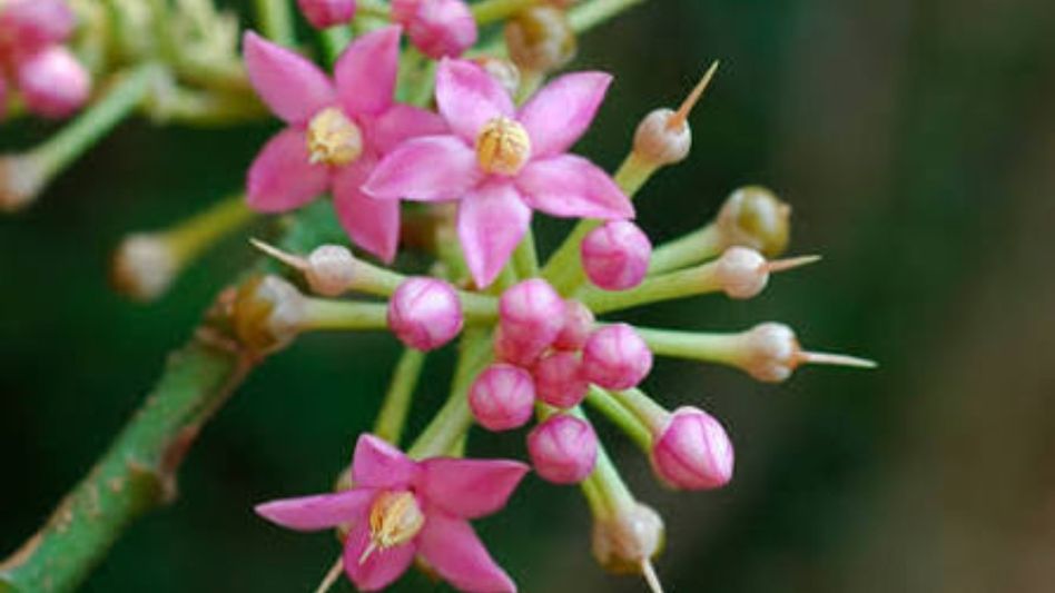 Gauhati University researchers rediscover 1821-described shrub in Bongaigaon Gauhati University researchers rediscover 1821-described shrub in Bongaigaon