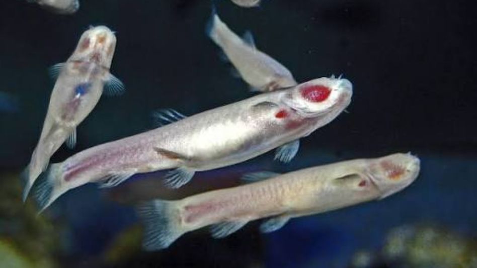 Two new subterranean fish species discovered in Assam’s Goalpara Two new subterranean fish species discovered in Assam’s Goalpara