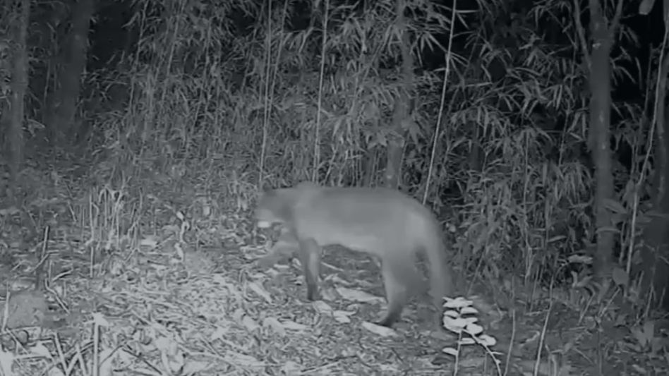 Manipur records first-ever sighting of Asian golden cat in Shirui Manipur records first-ever sighting of Asian golden cat in Shirui