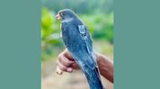 Amur falcons Apapang, Alang return to Manipur after journey across 23 countries Amur falcons Apapang, Alang return to Manipur after journey across 23 countries