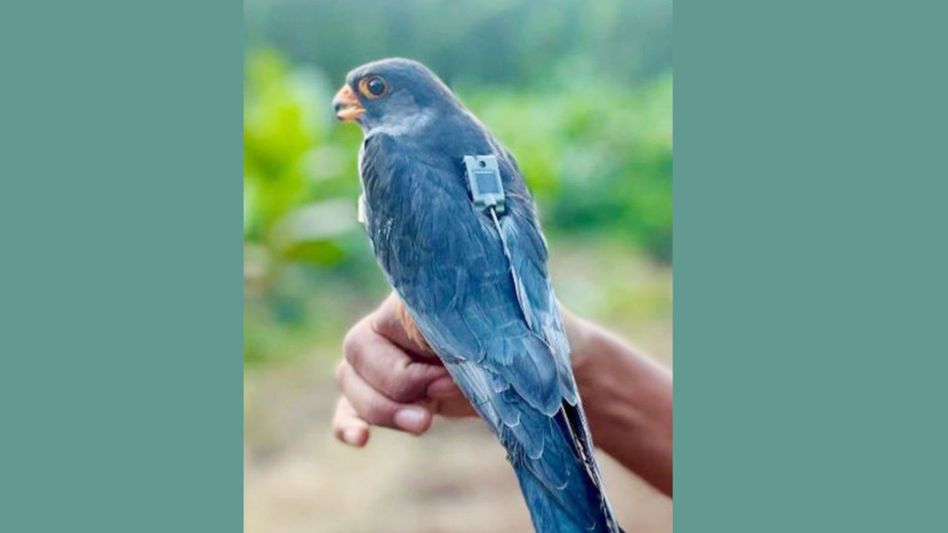 Amur falcons Apapang, Alang return to Manipur after journey across 23 countries Amur falcons Apapang, Alang return to Manipur after journey across 23 countries