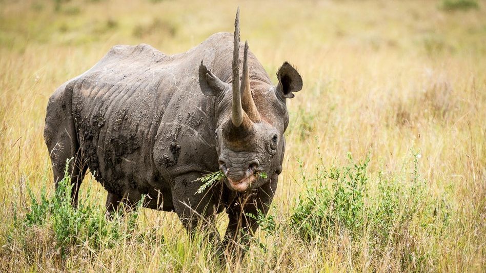 Kaziranga records 1,000 days without Rhino poaching, says Assam CM Kaziranga records 1,000 days without Rhino poaching, says Assam CM