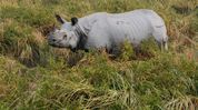 Kaziranga records 1,000 days without Rhino poaching, says Assam CM Kaziranga records 1,000 days without Rhino poaching, says Assam CM