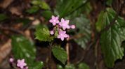 Two new plant species discovered in Arunachal’s Changlang district Two new plant species discovered in Arunachal’s Changlang district