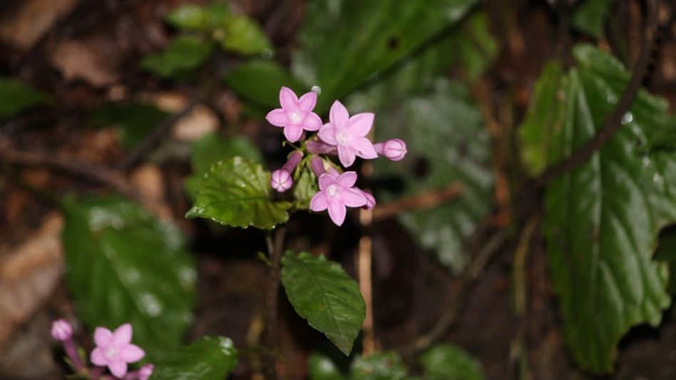 Two new plant species discovered in Arunachal’s Changlang district Two new plant species discovered in Arunachal’s Changlang district