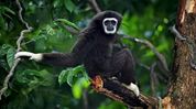 International Gibbon Day 2026 highlights threats to northeast India’s only ape International Gibbon Day 2026 highlights threats to northeast India’s only ape