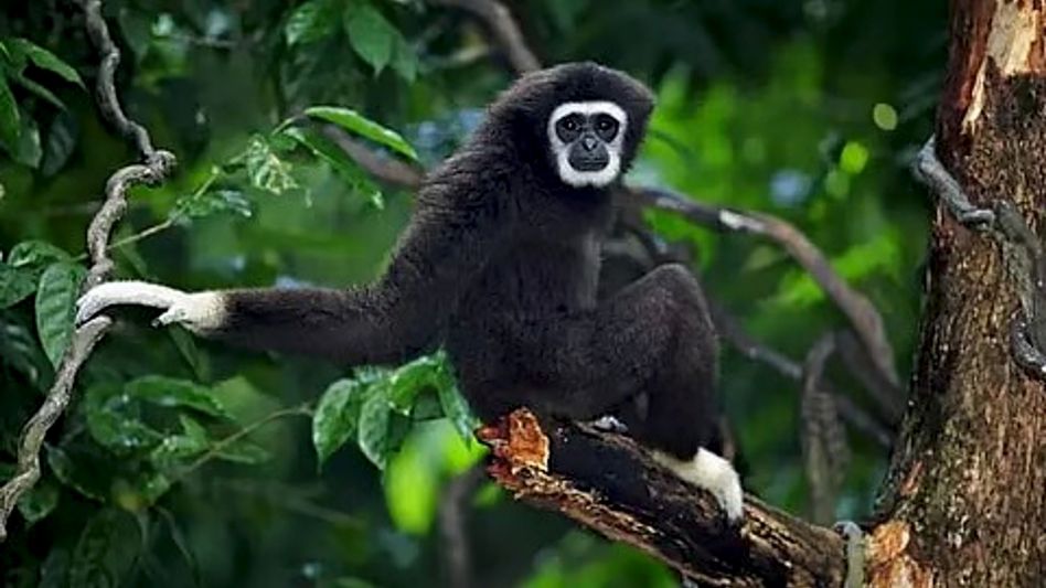 International Gibbon Day 2026 highlights threats to northeast India’s only ape International Gibbon Day 2026 highlights threats to northeast India’s only ape