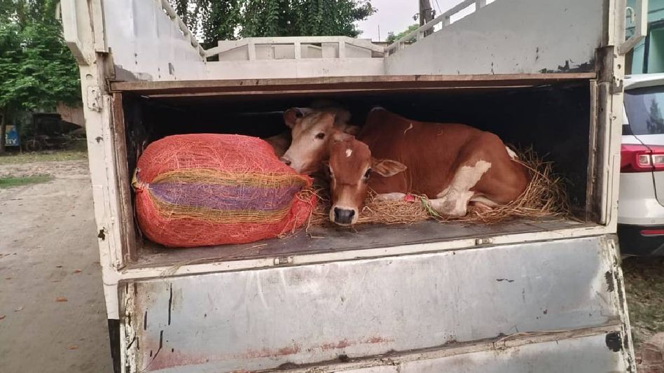 Assam: Rupohihat police seize pickup van carrying 12 cattle in anti-smuggling operation Assam: Rupohihat police seize pickup van carrying 12 cattle in anti-smuggling operation