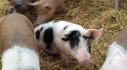 Pork sale banned in Assam's Moran after 10 samples test positive for African Swine Fever Pork sale banned in Assam's Moran after 10 samples test positive for African Swine Fever