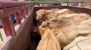 Assam: 12 cattle found in number plateless pickup van in Raha, two men handed over to police Assam: 12 cattle found in number plateless pickup van in Raha, two men handed over to police