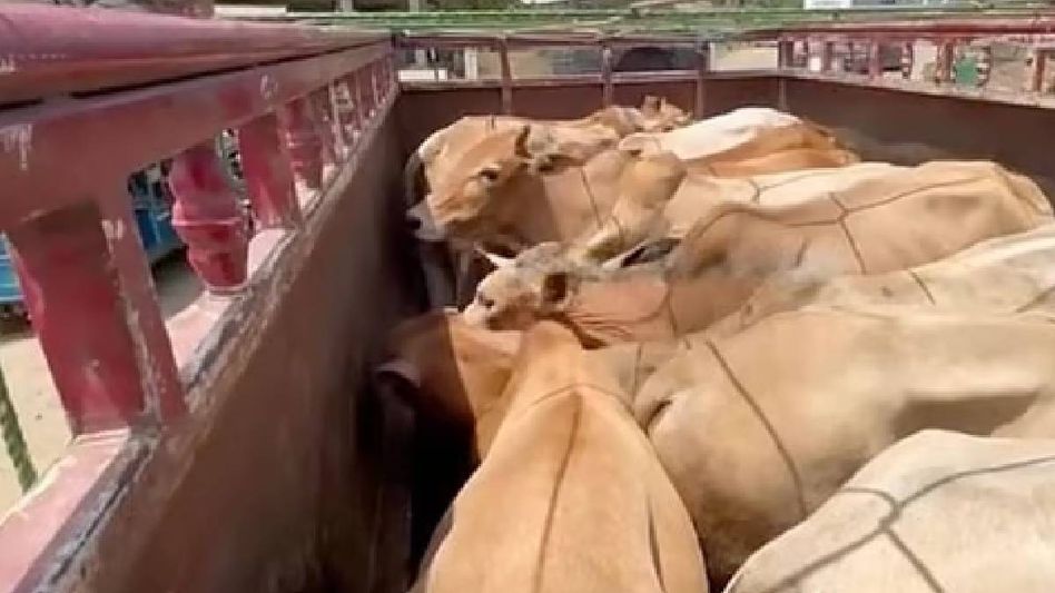 Assam: 12 cattle found in number plateless pickup van in Raha, two men handed over to police Assam: 12 cattle found in number plateless pickup van in Raha, two men handed over to police