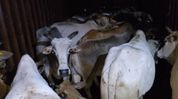 Assam: 30 cattle seized from container vehicle in Kaliabor, two detained Assam: 30 cattle seized from container vehicle in Kaliabor, two detained