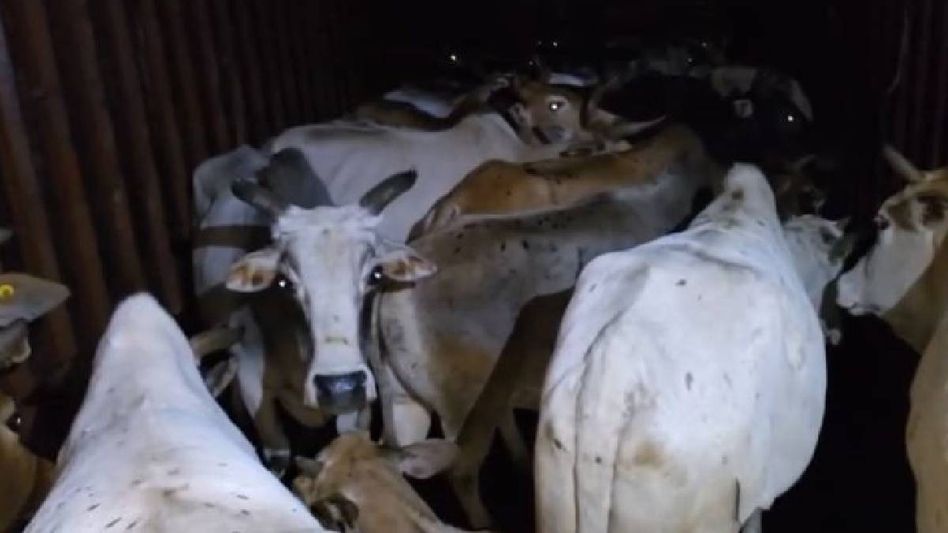 Assam: 30 cattle seized from container vehicle in Kaliabor, two detained Assam: 30 cattle seized from container vehicle in Kaliabor, two detained
