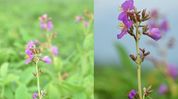 Manas National Park discovers new flowering plant species, Osbeckia assamensis Manas National Park discovers new flowering plant species, Osbeckia assamensis
