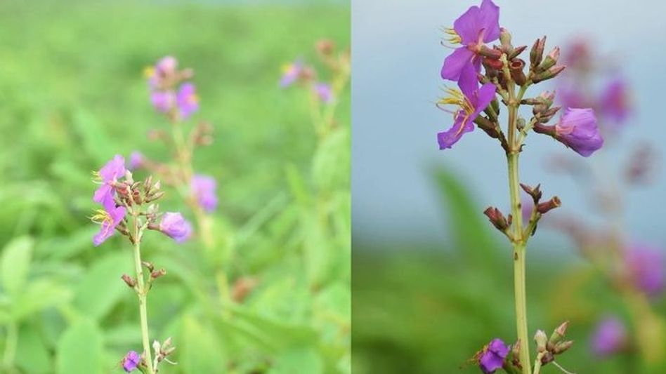 Manas National Park discovers new flowering plant species, Osbeckia assamensis Manas National Park discovers new flowering plant species, Osbeckia assamensis