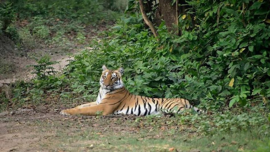 Tigress relocated to West Bengal’s Buxa tiger reserve moves into Assam’s Raimona National Park Tigress relocated to West Bengal’s Buxa tiger reserve moves into Assam’s Raimona National Park