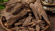 Assam’s agarwood chips worth Rs 2.58 crore to be exported to Dubai Assam’s agarwood chips worth Rs 2.58 crore to be exported to Dubai
