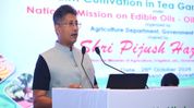 Assam allows oil palm cultivation on 5 per cent of unused tea garden land Assam allows oil palm cultivation on 5 per cent of unused tea garden land