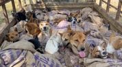 26 dogs rescued from private vehicle in Assam's Karbi Anglong amid animal cruelty concerns 26 dogs rescued from private vehicle in Assam's Karbi Anglong amid animal cruelty concerns