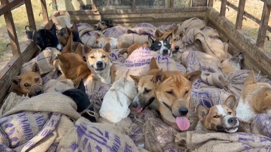 26 dogs rescued from private vehicle in Assam's Karbi Anglong amid animal cruelty concerns 26 dogs rescued from private vehicle in Assam's Karbi Anglong amid animal cruelty concerns
