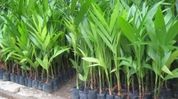 Assam distributes 2.4 lakh coconut, arecanut seedlings to flood-hit farmers in two districts Assam distributes 2.4 lakh coconut, arecanut seedlings to flood-hit farmers in two districts
