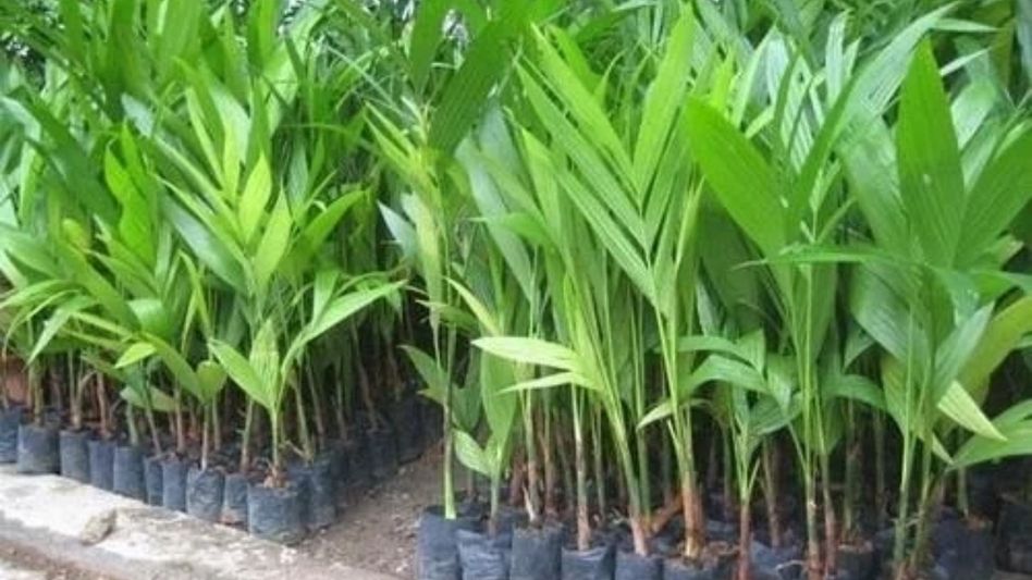 Assam distributes 2.4 lakh coconut, arecanut seedlings to flood-hit farmers in two districts Assam distributes 2.4 lakh coconut, arecanut seedlings to flood-hit farmers in two districts
