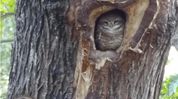Guwahati study records 8 owl species, flags urban noise as major challenge Guwahati study records 8 owl species, flags urban noise as major challenge