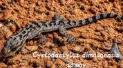 New Gecko species discovered in Umrangso’s rocky habitats in Assam New Gecko species discovered in Umrangso’s rocky habitats in Assam
