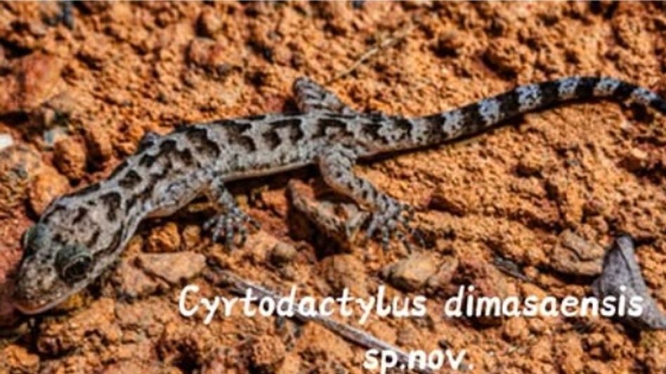 New Gecko species discovered in Umrangso’s rocky habitats in Assam New Gecko species discovered in Umrangso’s rocky habitats in Assam