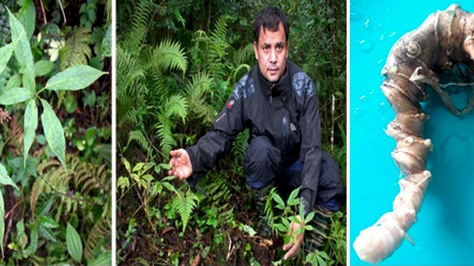 Manipur microbiologist leads discovery of new fungal species in rare Sikkim medicinal plant Manipur microbiologist leads discovery of new fungal species in rare Sikkim medicinal plant