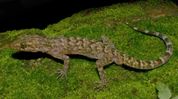 New gecko species discovered in Assam’s Dima Hasao by Mizoram University researchers New gecko species discovered in Assam’s Dima Hasao by Mizoram University researchers