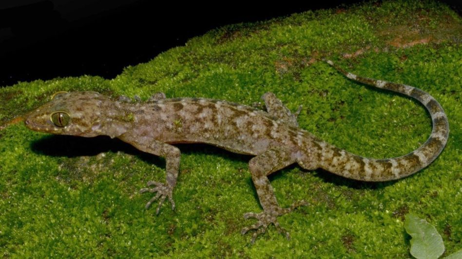 New gecko species discovered in Assam’s Dima Hasao by Mizoram University researchers New gecko species discovered in Assam’s Dima Hasao by Mizoram University researchers