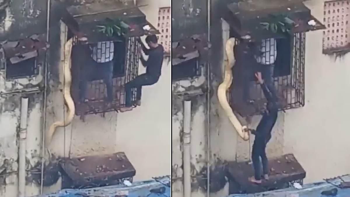 Mumbai: Huge python spotted hanging from bedroom window in Thane