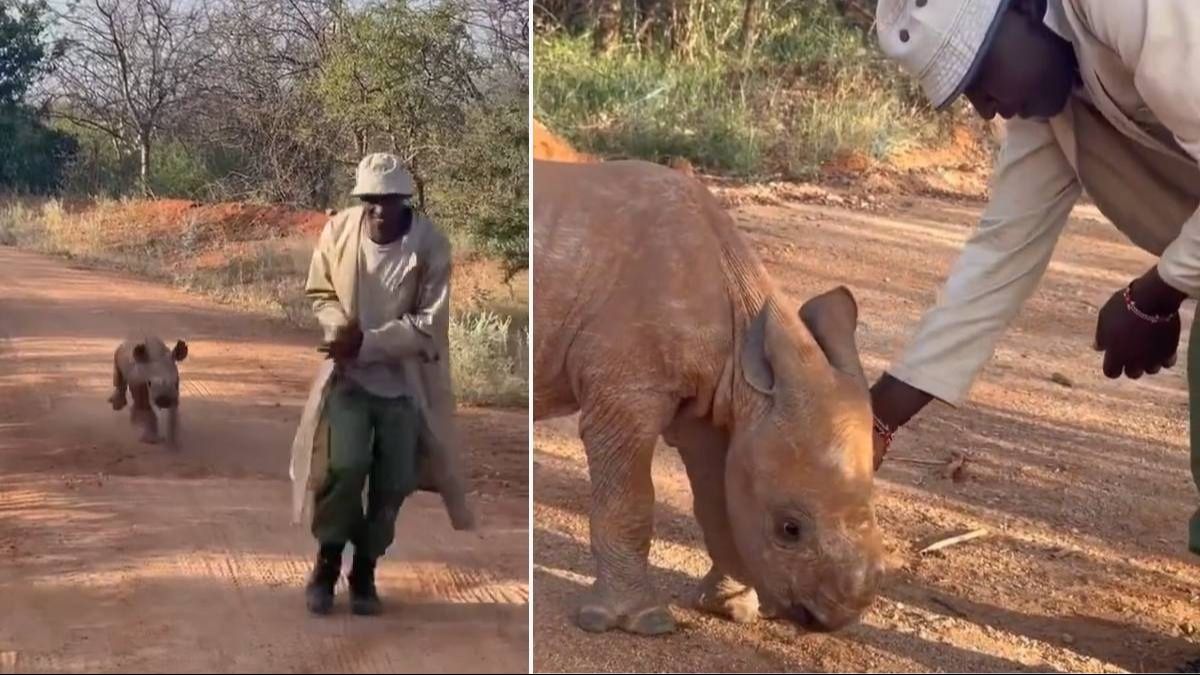 Video: Baby rhino's joyful run will definitely boost your mood today