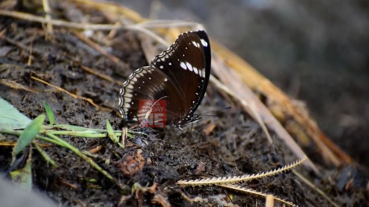 Behali Wildlife Sanctuary: A kaleidoscope of rare butterflies Behali Wildlife Sanctuary: A kaleidoscope of rare butterflies