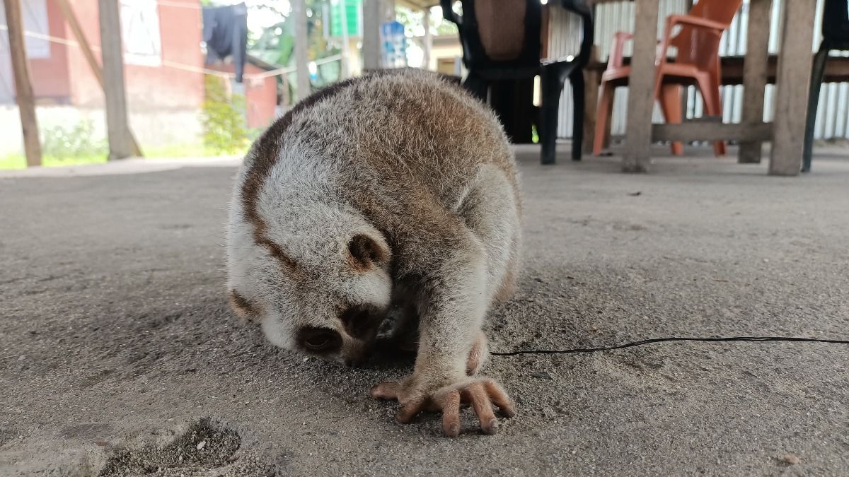Assam: Endangered primate Slow Lorris rescued by villagers in Chirang, handed over to forest department Assam: Endangered primate Slow Lorris rescued by villagers in Chirang, handed over to forest department