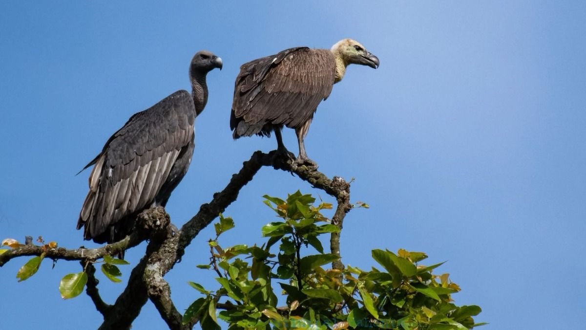 Vultures in Assam dying by secondary poisoning. What needs to be done? Vultures in Assam dying by secondary poisoning. What needs to be done?
