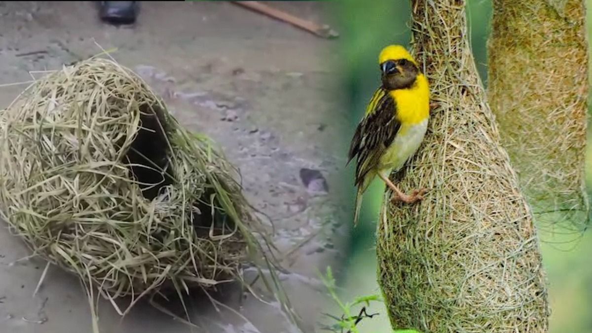 Assam: Storm in Kaliabor damages baya weaver nests, kills over 100 birds Assam: Storm in Kaliabor damages baya weaver nests, kills over 100 birds