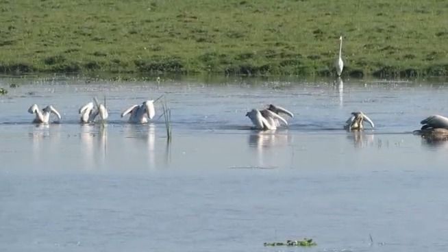 Migratory birds flock to Kaziranga as winter sets in