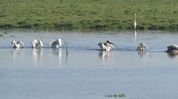 Migratory birds flock to Kaziranga as winter sets in Migratory birds flock to Kaziranga as winter sets in