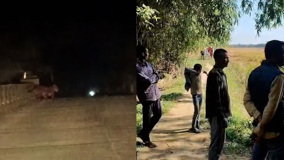 Panic grips Jorhat after Royal Bengal Tiger spotted on Bhogdoi bridge, forest teams on high alert